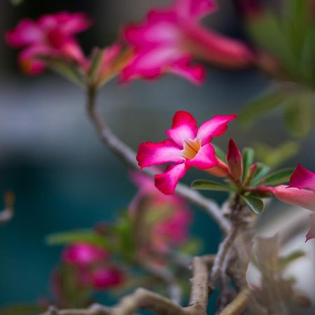 La Bella Vita Residence Seminyak Dış mekan fotoğraf